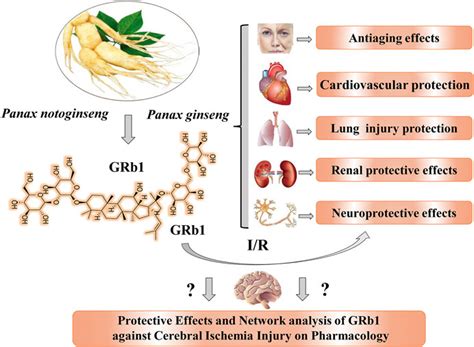 ginsenoside rb1|ginsenoside rb1 benefits.